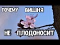 Почему Вишня Цветет но НЕ ПЛОДОНОСИТ - Что Делать Если Давно Не Плодоносит Вишня