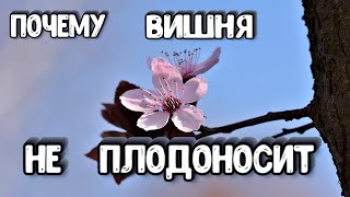 Почему Вишня Цветет но НЕ ПЛОДОНОСИТ - Что Делать Если Давно Не Плодоносит Вишня