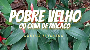 Para que serve o chá de pobre velho?
