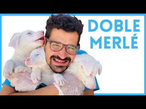 Video: ¿Qué es Dog Bloat?