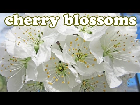 Video: Kaip žydi Gluosnis? 31 Nuotrauka Žydintis Medis Pavasarį. Kurį Mėnesį Augalas žydi Ir Kaip Atrodo Gėlės?