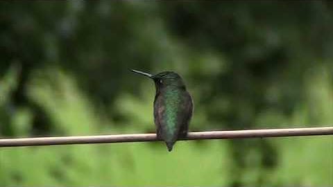 Male Ruby-throated Hummingbird drinks then guards feeder