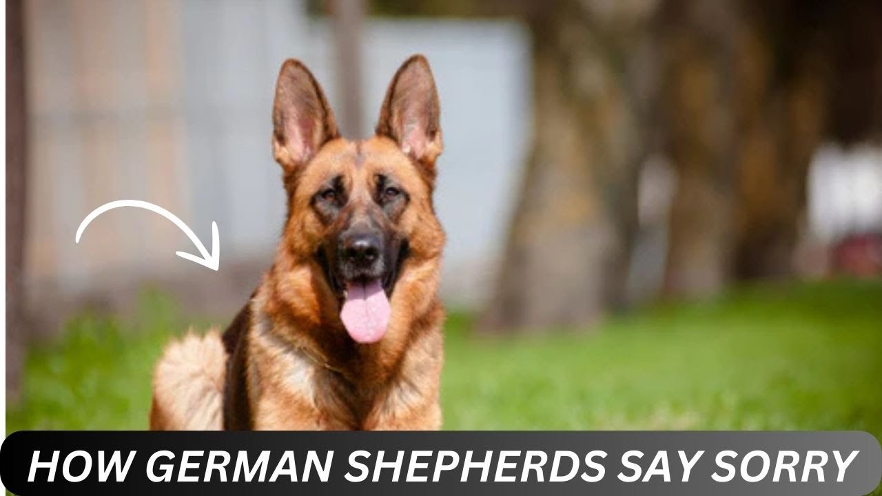 How German Shepherds Apologize: Heartwarming Ways They Show Regret