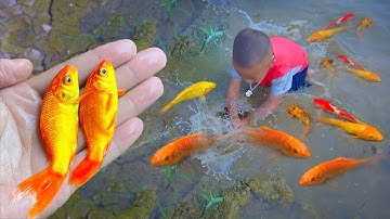 Kỹ năng bắt cá tuyệt vời! Kỹ năng bắt cá Koi, cá vàng, cá cảnh, cá nhiều màu #cávàng #fishing