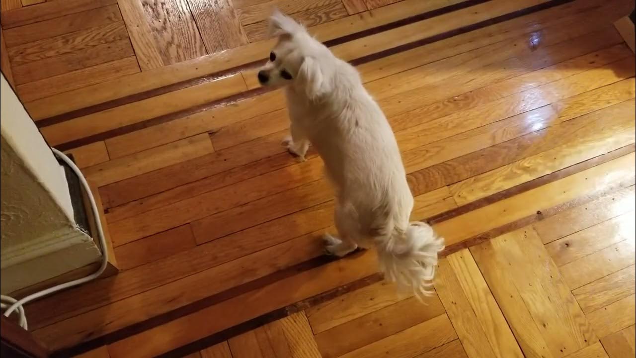 Shea's Lounge The Stages of Breakfast III YouTube