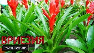 Вриезия уход в домашних условиях / Бромелиевые Уход за бромелией в домашних условиях, полив и пересадка (фото и видео советы)