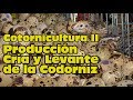 Codornices Cria y Producción de Huevos