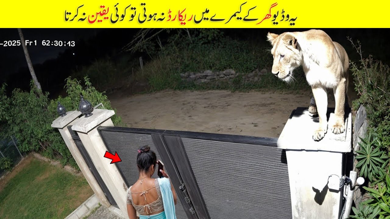 Unbelievable Moments Caught on Camera | Best of the Month Compilation | Facts in Urdu