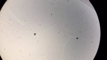 Vivo Particle Aggregation