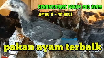 Rekomendasi Pakan Ayam Untuk Doc umur 0 - 30 hari !! harga lebih murah, kualitas terbaik