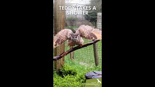 Teddy takes a shower!