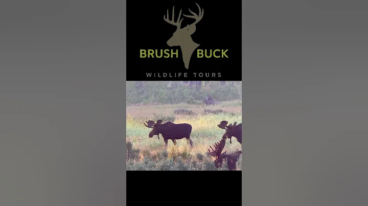 Moose in Grand Teton National Park.  #brushbuck #wildlife #nature