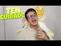 Recomendaciones si tienes pajaros |Animal Tropic