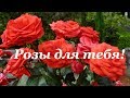 ПРЕКРАСНЫЕ РОЗЫ ДЛЯ ТЕБЯ!  Самые красивые розы для тебя !