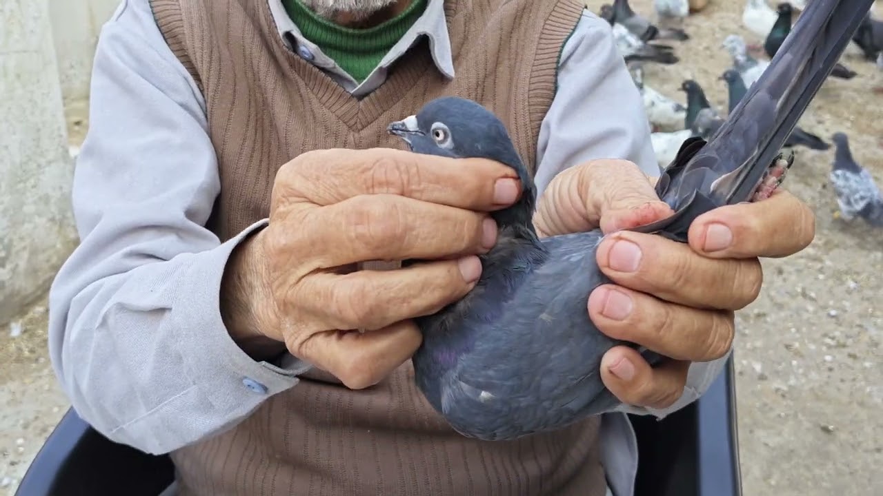 Shahjahanpuri Hare (Mor Breed)