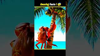 This Crab Can Break Coconuts! 🌴🦂 #CoconutCrab