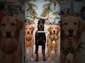 Jamaican Dogs Refuse Human Fashion But Create Their Own Style