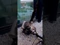 Двигатель БПЛА атаковавшего Москва-Сити