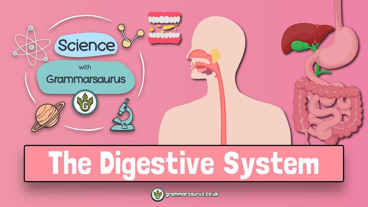 Human digestive system | TheSchoolRun