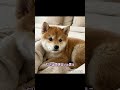 #犬のいる生活 #恋愛あるある #癒し動画 #柴犬 #可愛い