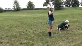 Japanese Chin coursing by Njoy Japanese Chin 55 views 3 years ago 37 seconds