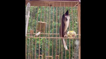 Chào Mào Hót Đấu - Chiến Binh Quỷ Dữ giải 1 OSAKA 2021