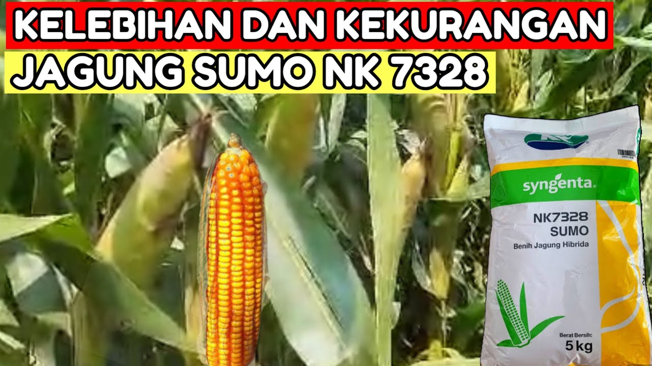 KELEBIHAN DAN KEKURANGAN JAGUNG NK SUMO 7328