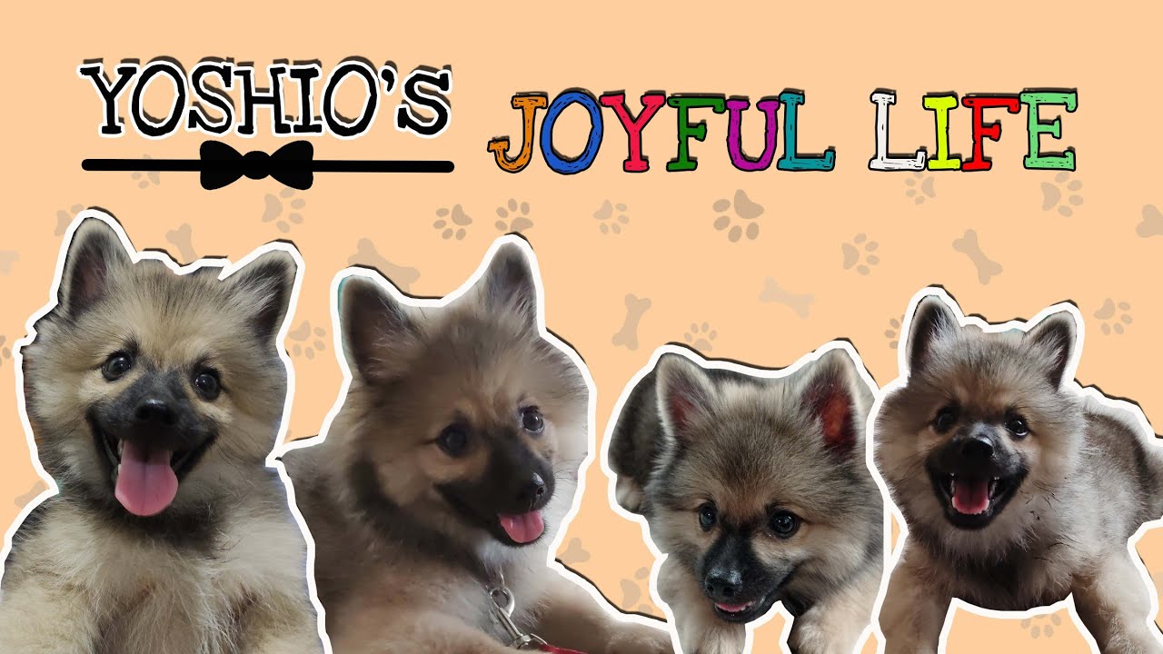 Yoshio S Joyful Life 2 3 Months Old Journey L Pomspitz Puppy Pomeranian X Japanese Spitz Youtube