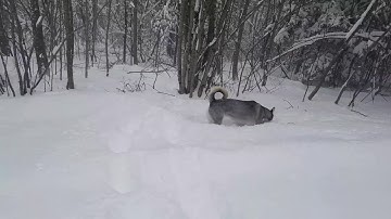 Cubcadet xt1 lt50 with a 3x snowblower attatchment.