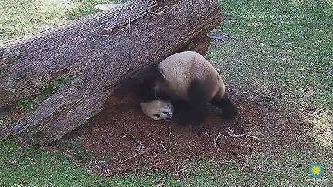New panda video released by the National Zoo