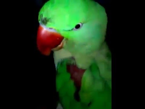 Talking parrot in urduhindi