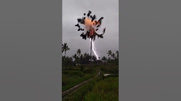 Tree struck by lightning #shortsviral