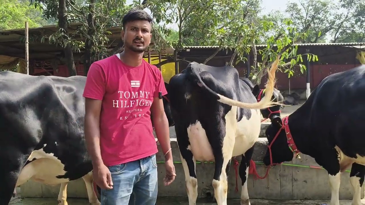 Yadav dairy farm sohawal Ayodhya mobile 📲 7570031356
