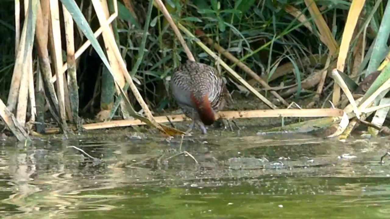 Slaty-breasted rail 