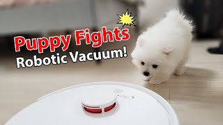 My Puppy Fights Robotic Vacuum - Japanese Spitz by Sarangsnowbear 520 views 1 year ago 2 minutes, 55 seconds