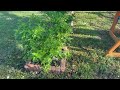 2 Gallon Southern Living Hydrangea White Wedding Shrub