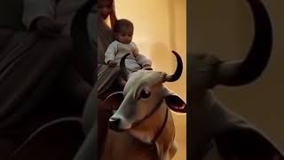 👉 Humanity Failed… But a Cow Became Hero 🐄💔