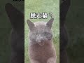 ロシアン野良？ブリティッシュ野良？庭に何度か訪れるど可愛い猫（325日目）#shorts