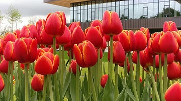 Beautiful Tulips in spring garden Keukenhof