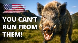 10 American ANIMALS you should NEVER turn your back on!