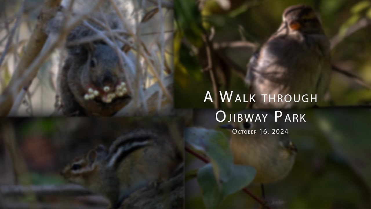 Relaxing POV Wildlife Photography | Ojibway Park Windsor Ontario