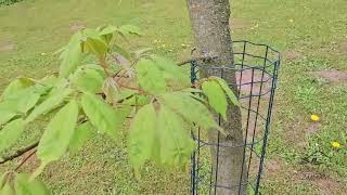 Acer cissifolium javor žumenolistý   jaro