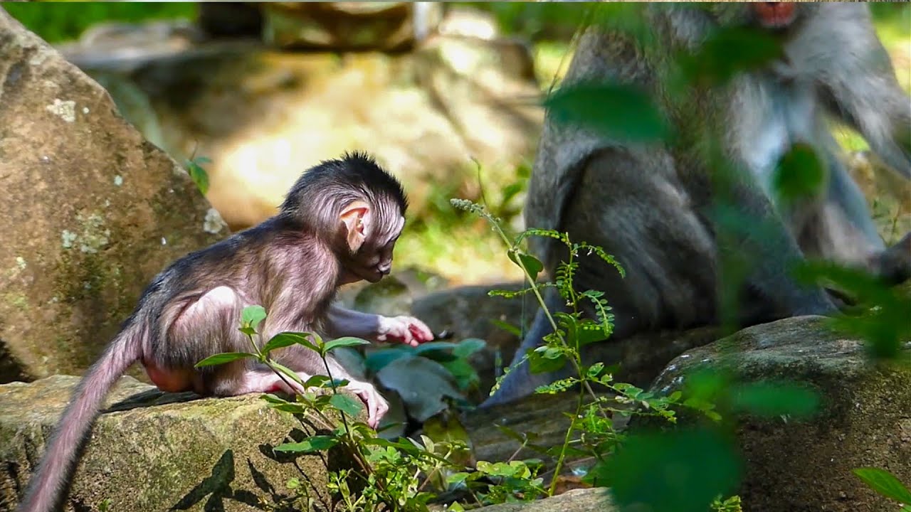 Janna Want Walk To Mother | But She Can't Walk To, Because She Can't Arrive to other one stone