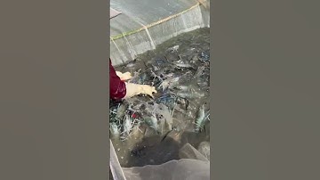 Thu hoạch tôm càng xanh #shorts