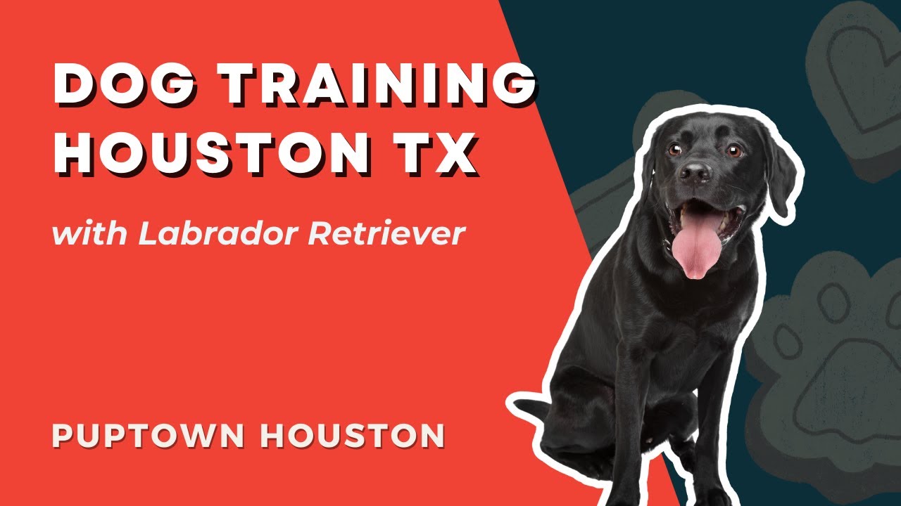 DOG TRAINING HOUSTON TX with Labrador Retriever dogtraininghouston 