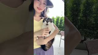 Funny Cats 2025 🙀 funny cats moments 🐈⬛ #mewmew Part 3352