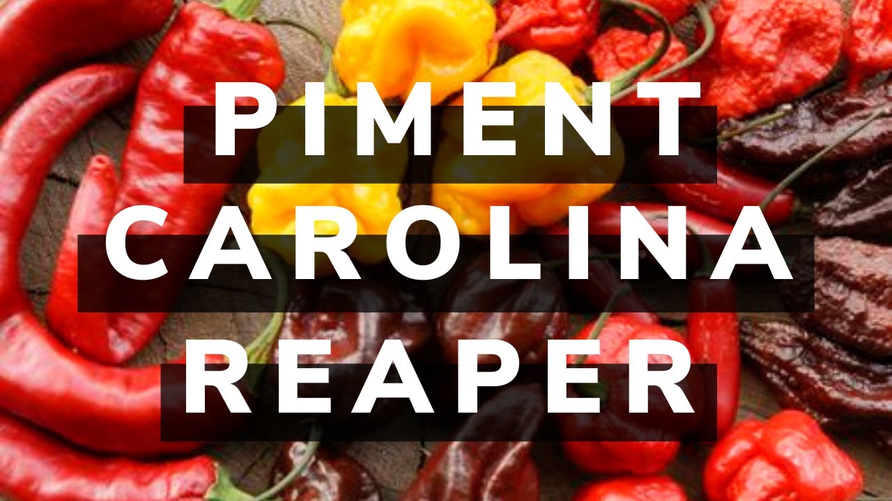 Le Carolina Reaper, le piment le plus piquant !