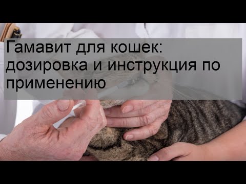 Video: Gamavit For Cats: How To Use?