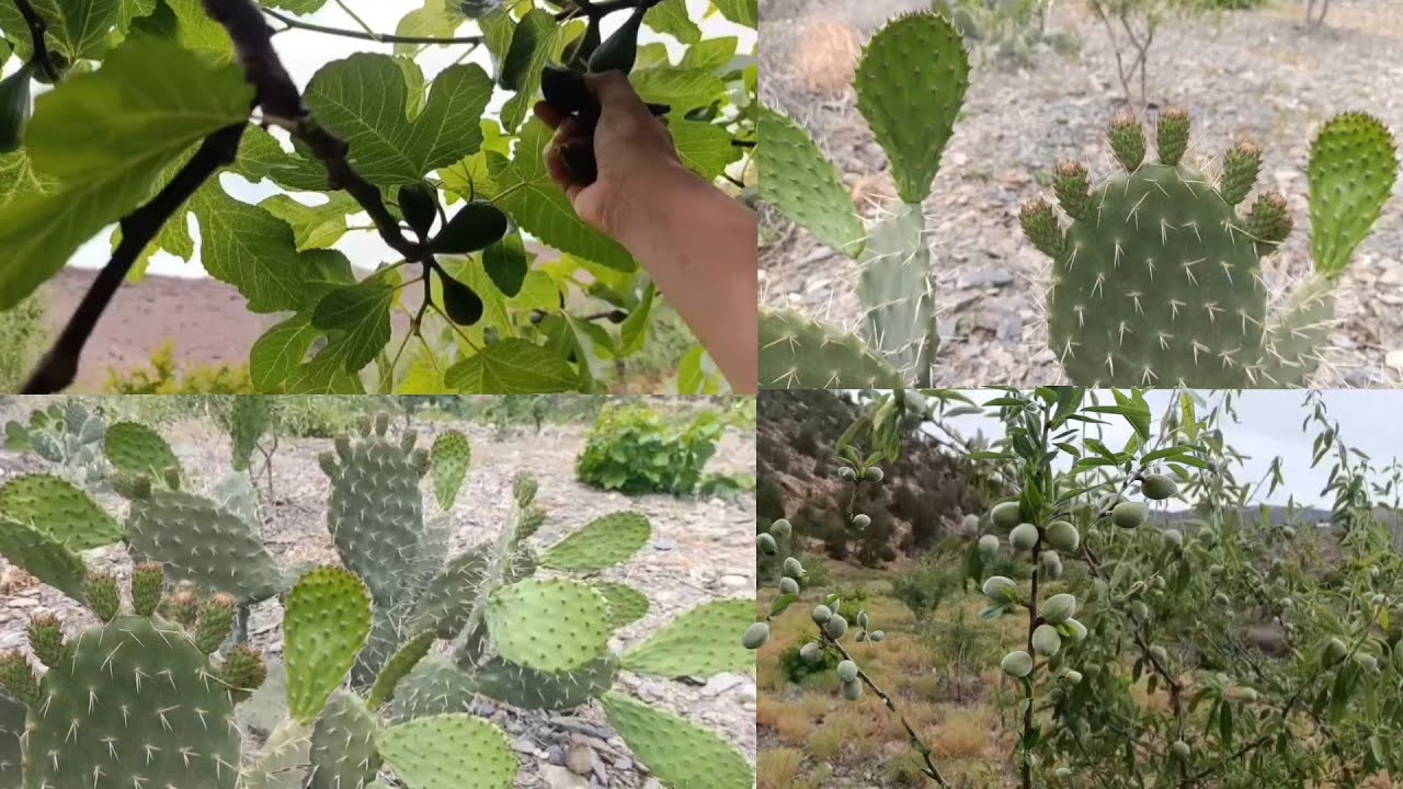 شاهد عودة نمو الصبار وأشجار اللوز بفضل الله على واد غيس