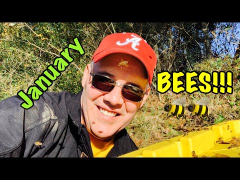 Video: Moeten de bijen in januari uit zijn?